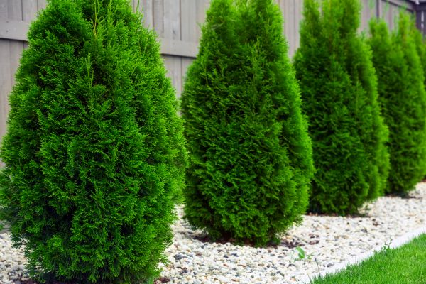 Arborvitae Planting in Littleton