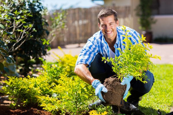 Bush Planting Service in Littleton