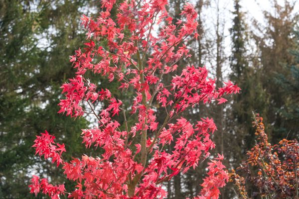 Japanese Maple Planting in Littleton