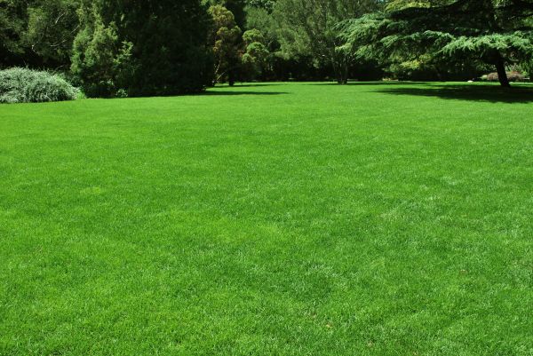 Lawn Landscaping in Littleton