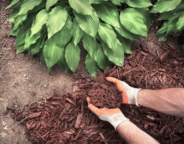 Shredded Mulch Service in Littleton
