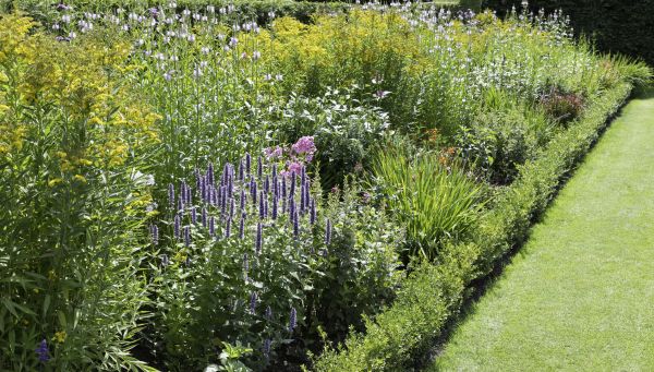 Native Plant Landscaping