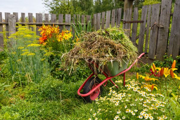 Garden Cleanup Service in Littleton