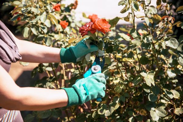 Rose Bush Maintenance