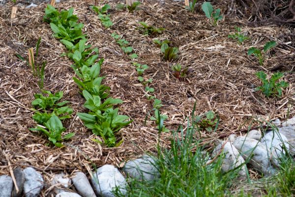 Mulch Service in Littleton