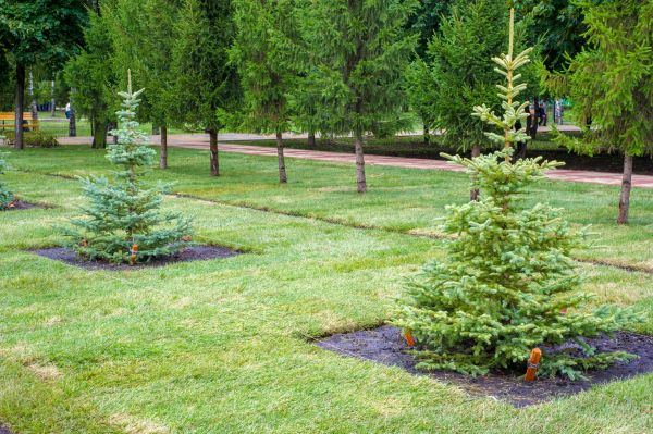 Privacy Trees Planting in Littleton