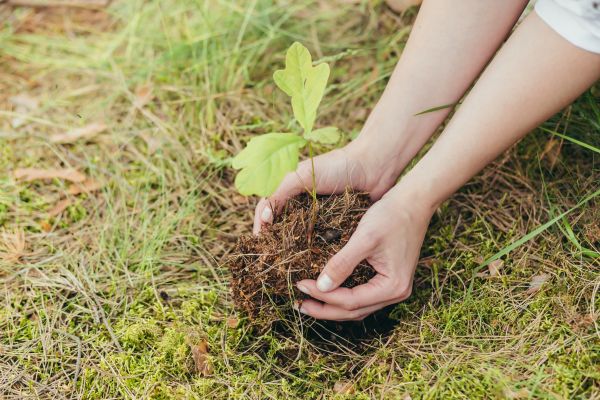Oak Tree Planting in Littleton