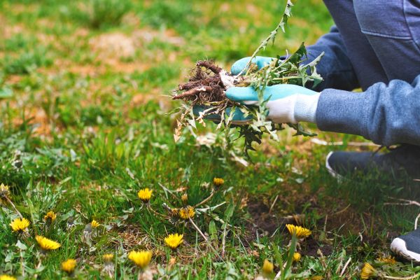 Flower Bed Clearing in Littleton