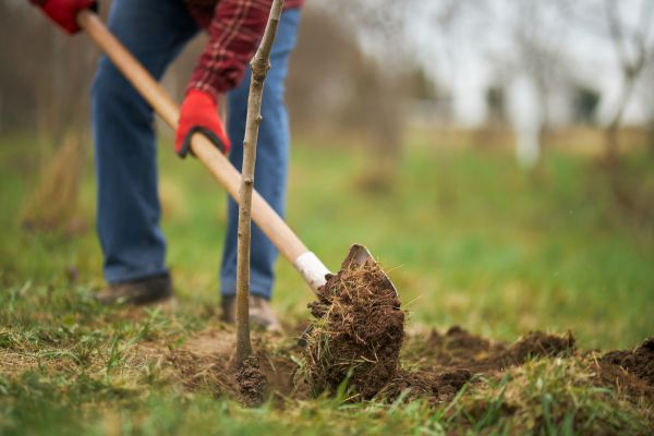 Trees Planting in Littleton