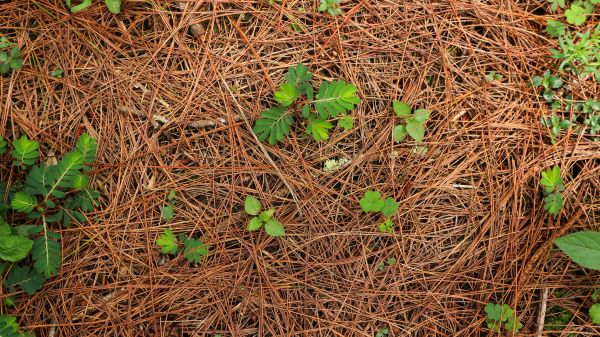 Pine Needle Installation