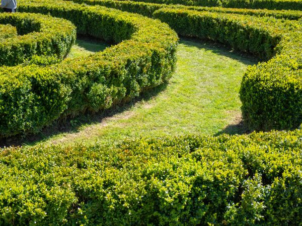 Bush Landscaping in Littleton