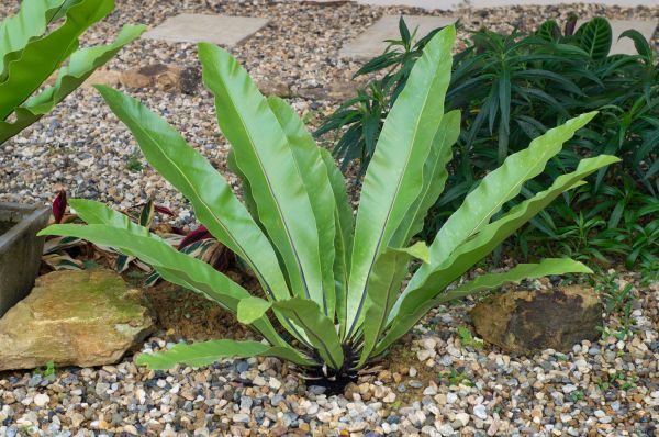 Pea Gravel Installation in Littleton
