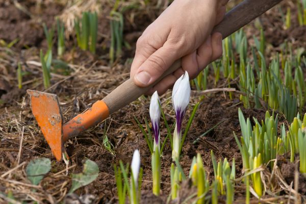 Flower Garden Weeding in Littleton