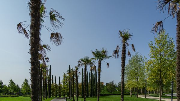 Palm Tree Transplanting