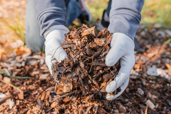 Shredded Mulch Installation in Littleton