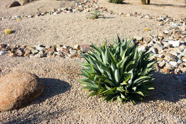 Xeriscaping Service in Littleton