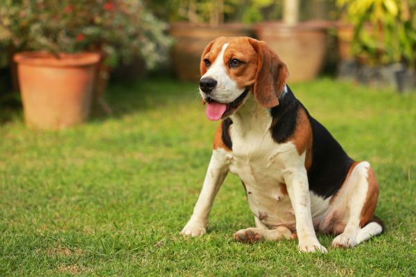 Dog Friendly Landscaping in Littleton