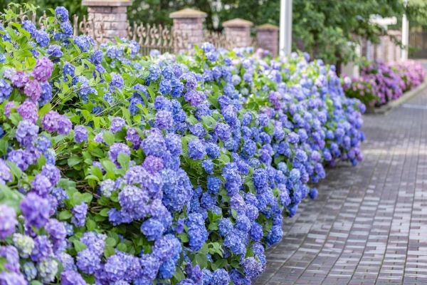 Hydrangea Landscaping in Littleton