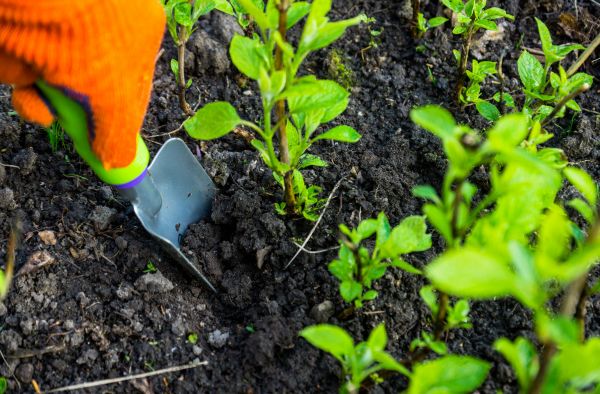 Hydrangea Planting in Littleton