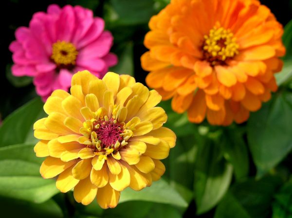 Zinnia Planting in Littleton