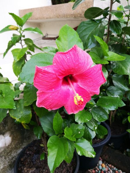 Hibiscus Planting in Littleton