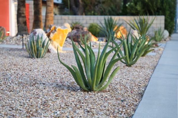 Drought Resistant Landscaping in Littleton