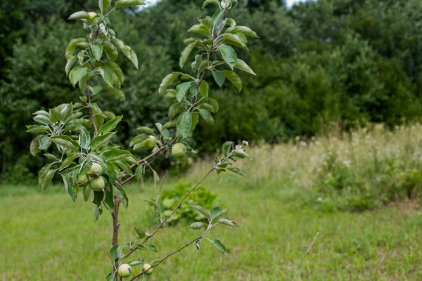 Apple Tree Planting in Littleton